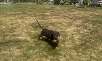 Cane Corso Great Dane Mix - Nero, a male Great Dane and Cane Corso for sale in Bothell, WA – 9 of 10