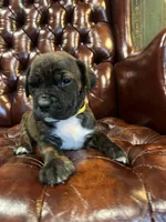 Chestnut , a female Cane Corso and Labrador Retriever for sale in Bothell, WA – 4 of 6