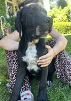 Cane Corso Great Dane Vector, a male Cane Corso for sale in Bothell, WA – 3 of 4