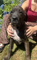 Cane Corso Great Dane Onyx, a female Cane Corso for sale in Bothell, WA – 2 of 5