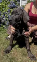 Cane Corso Great Dane Nero, a male Great Dane and Cane Corso for sale in Bothell, WA – 5 of 6
