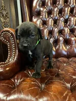 Nero, a male Cane Corso and Labrador Retriever for sale in Bothell, WA – 2 of 8