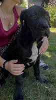Cane Corso Great Dane Tinkerbell, a female Cane Corso for sale in Bothell, WA – 1 of 4