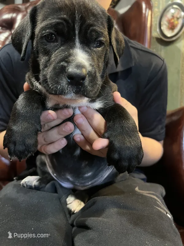 Lucy – Cane Corso, Labrador Retriever puppy for sale in Bothell, WA