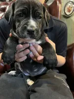 Lucy, a female Cane Corso and Labrador Retriever for sale in Bothell, WA – 1 of 7