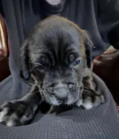 Vector, a male Cane Corso and Labrador Retriever for sale in Bothell, WA – 3 of 3