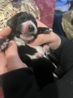 Dante Junior , a male Hungarian Wirehaired Vizsla and Cane Corso for sale in Bothell, WA – Photo 3 of 5