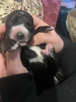 Dante Junior , a male Hungarian Wirehaired Vizsla and Cane Corso for sale in Bothell, WA – Photo 2 of 5