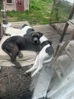 Dante Junior , a male Hungarian Wirehaired Vizsla and Cane Corso for sale in Bothell, WA – Photo 5 of 5