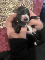 Dante Junior , a male Hungarian Wirehaired Vizsla and Cane Corso for sale in Bothell, WA – Photo 4 of 5