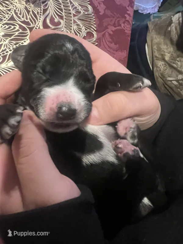 Dante Junior  – Hungarian Wirehaired Vizsla, Cane Corso puppy for sale in Bothell, WA