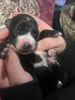 Dante Junior , a male Hungarian Wirehaired Vizsla and Cane Corso for sale in Bothell, WA – Photo 1 of 5