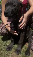Cane Corso Great Dane Nero, a male Great Dane and Cane Corso for sale in Bothell, WA – 3 of 6