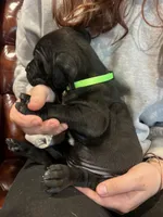 Nugget, a female Cane Corso and Labrador Retriever for sale in Bothell, WA – 7 of 9