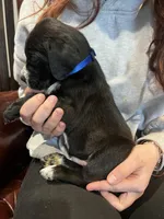 Dante Junior , a male Cane Corso and Labrador Retriever for sale in Bothell, WA – 3 of 8