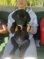 Nibblet , a female Cane Corso for sale in Bothell, WA – 10 of 10