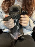 Nugget, a female Cane Corso and Labrador Retriever for sale in Bothell, WA – 5 of 9