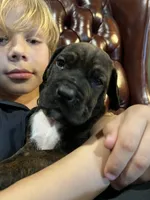 Diesel , a male Cane Corso and Labrador Retriever for sale in Bothell, WA – 5 of 9