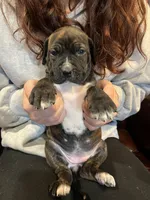 Ginger, a female Cane Corso and Labrador Retriever for sale in Bothell, WA – 6 of 8