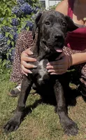 Cane Corso Great Dane Nero, a male Great Dane and Cane Corso for sale in Bothell, WA – 6 of 6