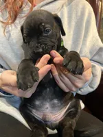 Nero, a male Cane Corso and Labrador Retriever for sale in Bothell, WA – 6 of 8