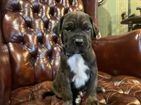 Diesel , a male Cane Corso and Labrador Retriever for sale in Bothell, WA – 4 of 9