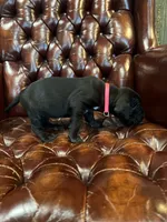 Nibblet , a female Cane Corso and Labrador Retriever for sale in Bothell, WA – 5 of 5