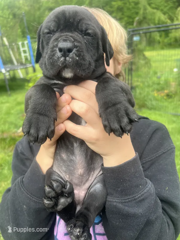 Nibblet  – Cane Corso puppy for sale in Bothell, WA