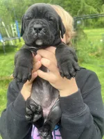Nibblet , a female Cane Corso for sale in Bothell, WA – 1 of 6