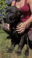 Corso / Dane Nero , a male Great Dane and Cane Corso for sale in Bothell, WA – 4 of 5