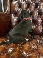 Lucy, a female Cane Corso and Labrador Retriever for sale in Bothell, WA – 6 of 7