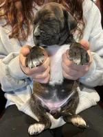 Ginger, a female Cane Corso and Labrador Retriever for sale in Bothell, WA – 3 of 8