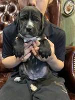 Lucy, a female Cane Corso and Labrador Retriever for sale in Bothell, WA – 5 of 7