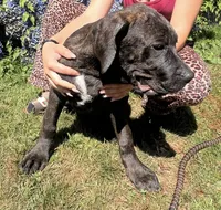 Cane Corso Great Dane Nero, a male Great Dane and Cane Corso for sale in Bothell, WA – 2 of 6