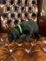 Nero, a male Cane Corso and Labrador Retriever for sale in Bothell, WA – 8 of 8