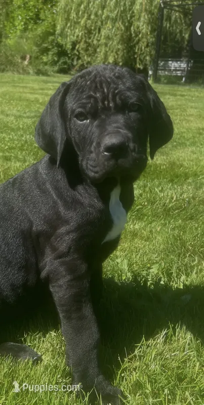 Nugget – Cane Corso puppy for sale in Bothell, WA