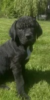 Nugget, a female Cane Corso for sale in Bothell, WA – 1 of 7