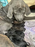 Cane Corso mix litter , a male Cane Corso for sale in Bothell, WA – Photo 2 of 2