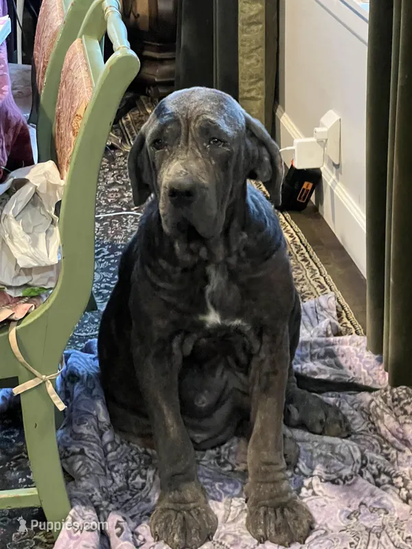 Cane Corso mix litter , a male Cane Corso for sale in Bothell, WA – Photo 1 of 2