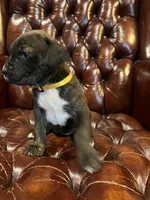 Chestnut , a female Cane Corso and Labrador Retriever for sale in Bothell, WA – 5 of 6