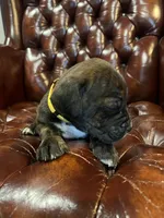 Chestnut , a female Cane Corso and Labrador Retriever for sale in Bothell, WA – 3 of 6