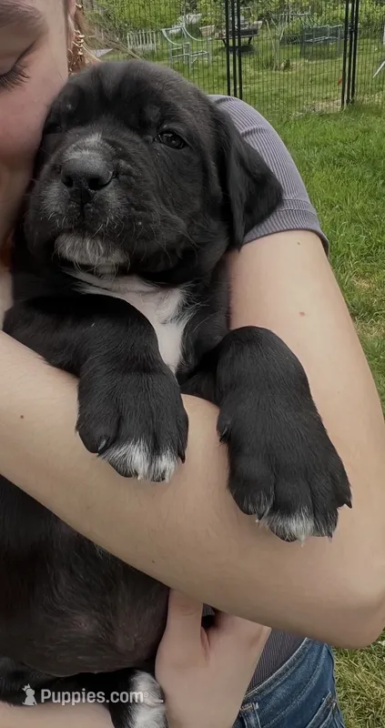 Vector – Cane Corso puppy for sale in Bothell, WA