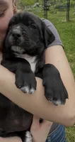 Vector, a male Cane Corso for sale in Bothell, WA – 1 of 4