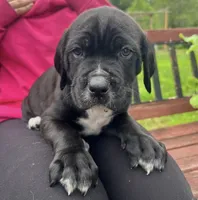 Vector, a male Cane Corso for sale in Bothell, WA – 6 of 6