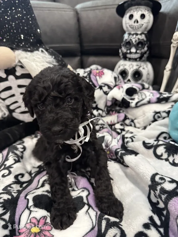 Billie – Bernedoodle puppy for sale in Chino Hills, CA