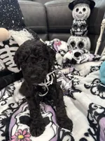 Billie, a male Bernedoodle for sale in Chino Hills, CA – 1 of 1