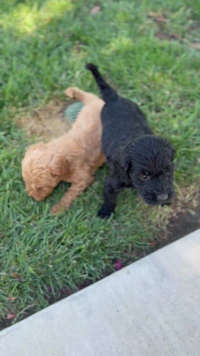 Cloud , a female Golden Mountain Doodle for sale in Chino Hills, CA – 2 of 2