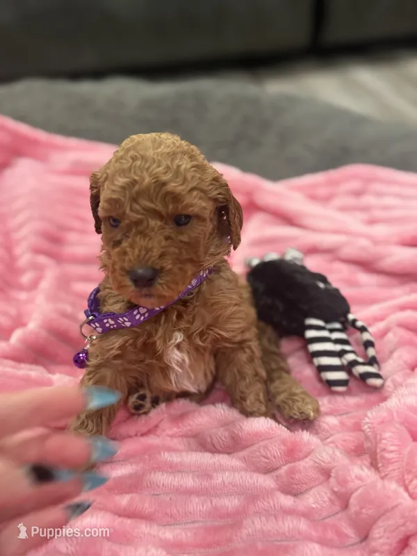Cloud , a female Golden Mountain Doodle for sale in Chino Hills, CA – 1 of 2