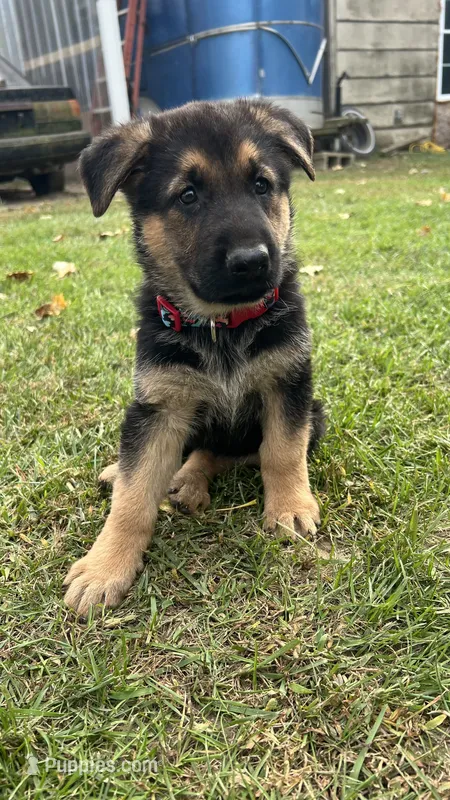 No name  – German Shepherd Dog puppy for sale in Royal Center, IN