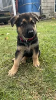 No name , a female German Shepherd Dog for sale in Royal Center, IN – 1 of 1